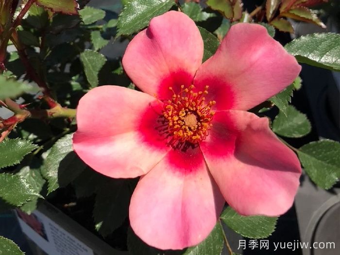 只为你的眼睛月季/唯你可见/只为你的双眼(图3)