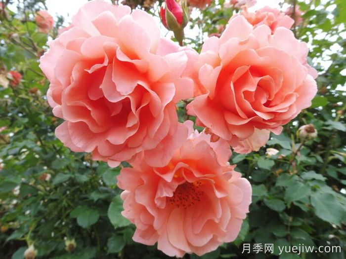 落日华光月季/阿里巴巴月季(图2) 落日华光月季/阿里巴巴月季(图2)