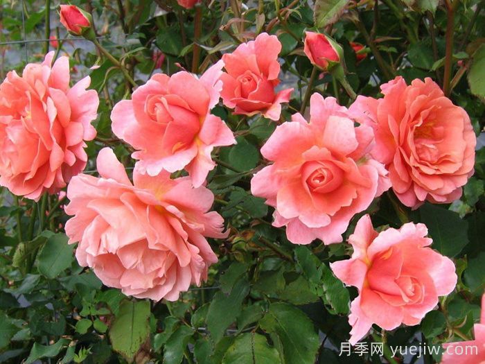 落日华光月季/阿里巴巴月季(图1) 落日华光月季/阿里巴巴月季(图1)