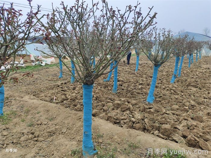 园林植物整形修剪的时期、实操步骤和技法运用(图1) 园林植物整形修剪的时期、实操步骤和技法运用(图1)