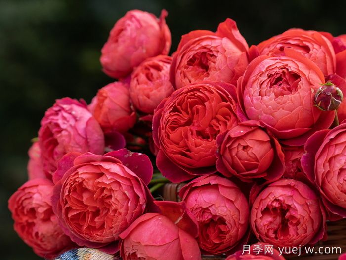 朱砂碗月季(图3)