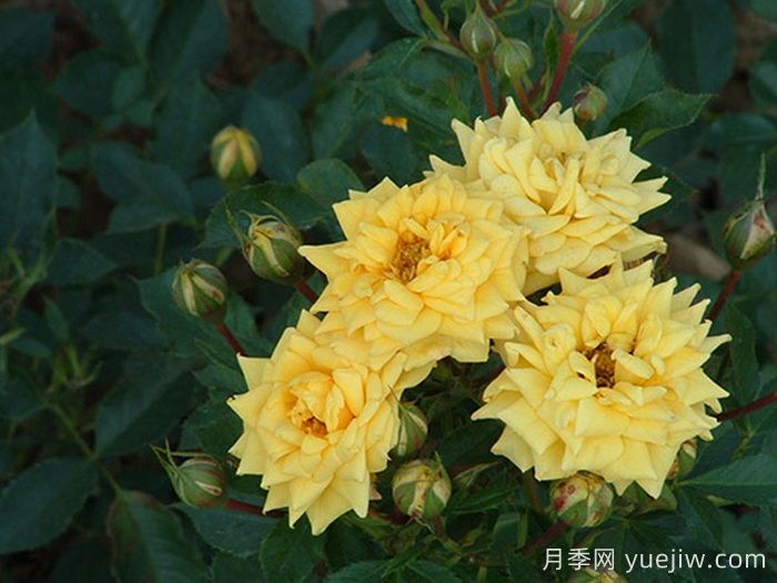 金色阳光月季(图1)