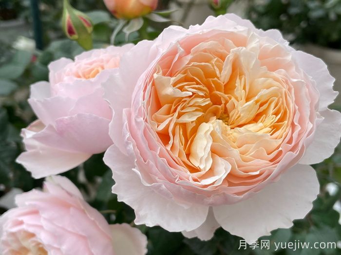 巴黎月光月季(图1)