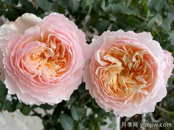 巴黎月光月季(图2)