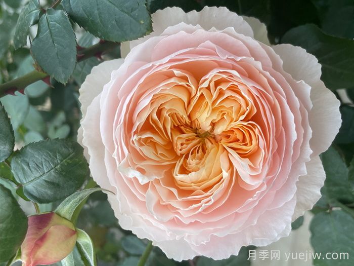 巴黎月光月季(图3)