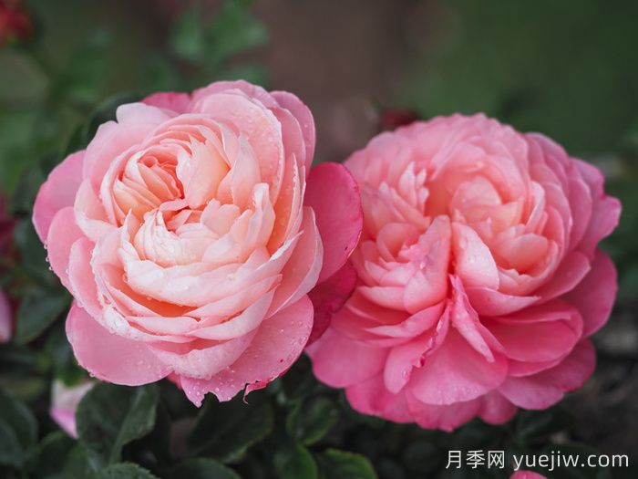 彩笔浪漫月季/大卫霍克尼月季(图1)