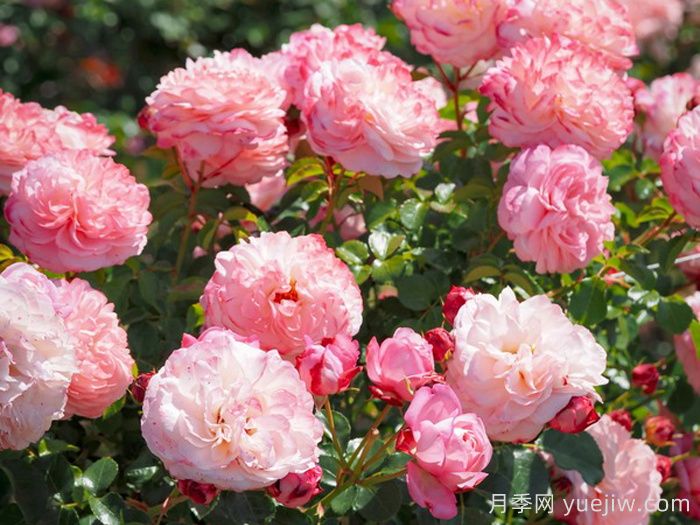 彩笔浪漫月季/大卫霍克尼月季(图2)