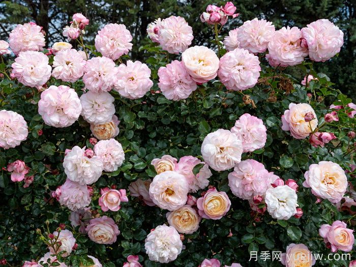 彩笔浪漫月季/大卫霍克尼月季(图3)