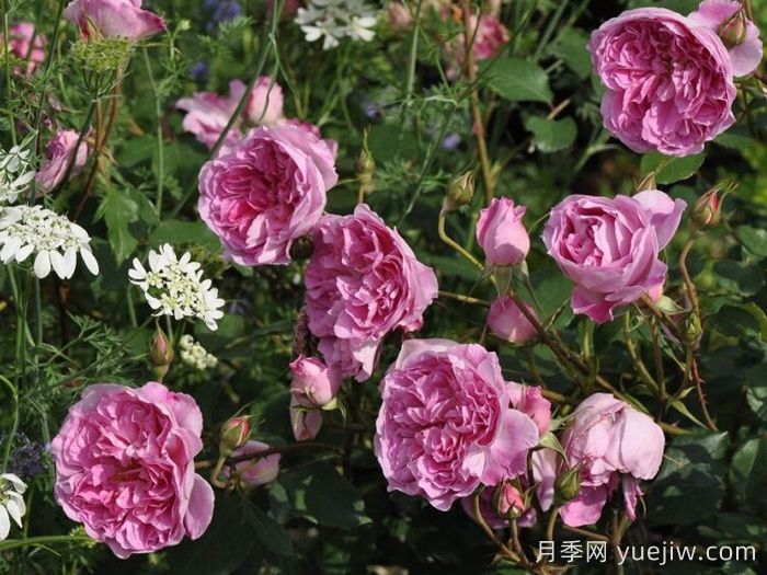 治疗天使拉斐尔月季/拉斐尔Raphael(图3)