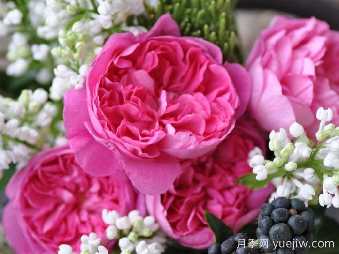 治疗天使拉斐尔月季/拉斐尔Raphael(图4)