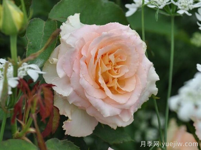 乌列天使神之焰月季/乌列尔/神之焰Uriel(图2)