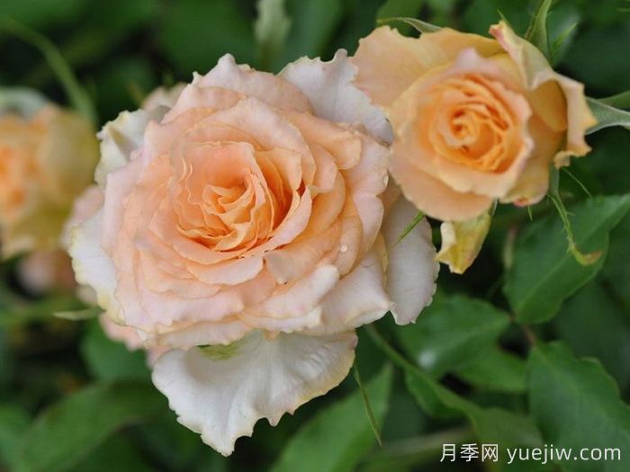 乌列天使神之焰月季/乌列尔/神之焰Uriel(图3)