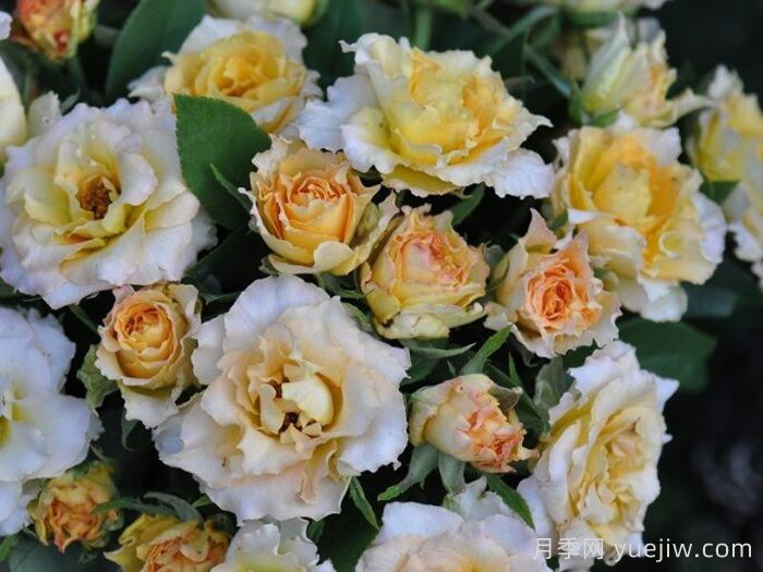 乌列天使神之焰月季/乌列尔/神之焰Uriel(图4)