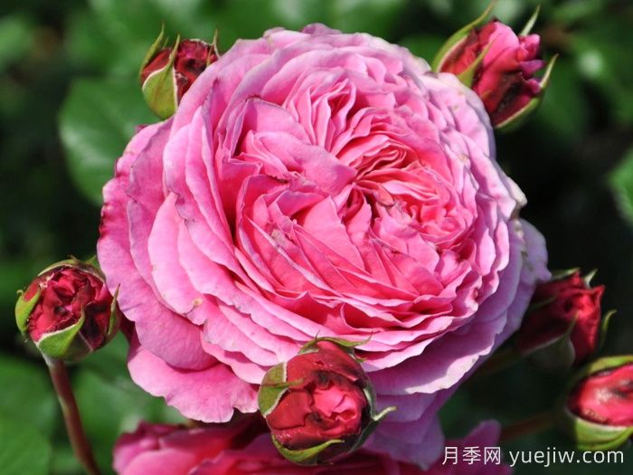 神仆天使阿比迪月季/阿比迪Abdiel(图1)