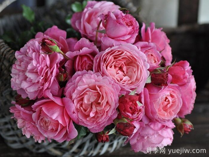 神仆天使阿比迪月季/阿比迪Abdiel(图3)