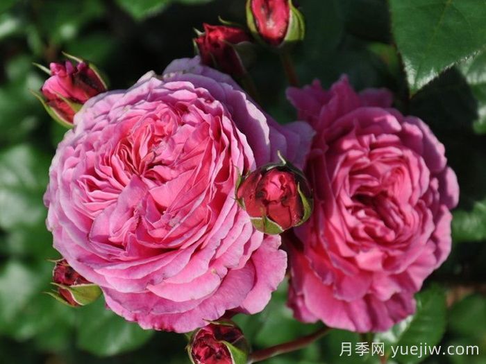 神仆天使阿比迪月季/阿比迪Abdiel(图4)