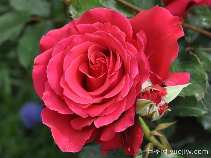 米迦勒大天使月季/天使长月季(图1) 米迦勒大天使月季/天使长月季Michael(图1)