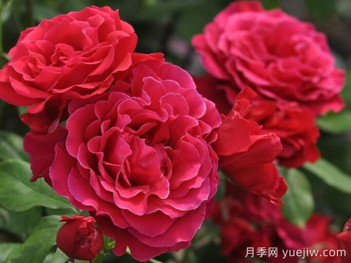 米迦勒大天使月季/天使长月季(图2) 米迦勒大天使月季/天使长月季Michael(图2)