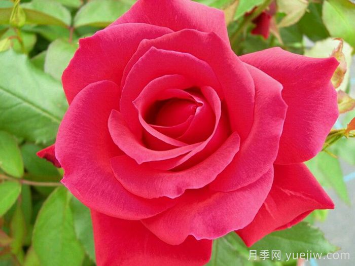 米迦勒大天使月季/天使长月季(图3) 米迦勒大天使月季/天使长月季Michael(图3)