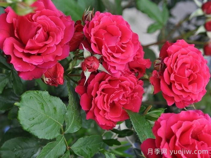 米迦勒大天使月季/天使长月季(图4) 米迦勒大天使月季/天使长月季Michael(图4)