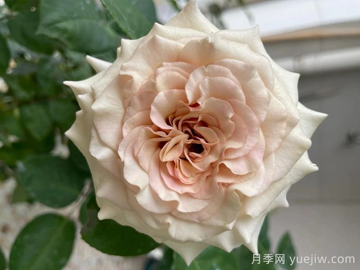 第九天使光之翼月季/翼天使Ailes(图1)