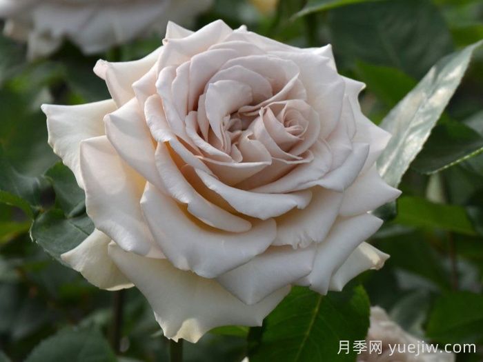 第九天使光之翼月季/翼天使Ailes(图2)