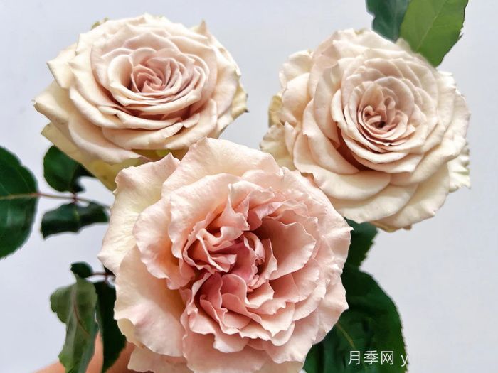 第九天使光之翼月季/翼天使Ailes(图3)