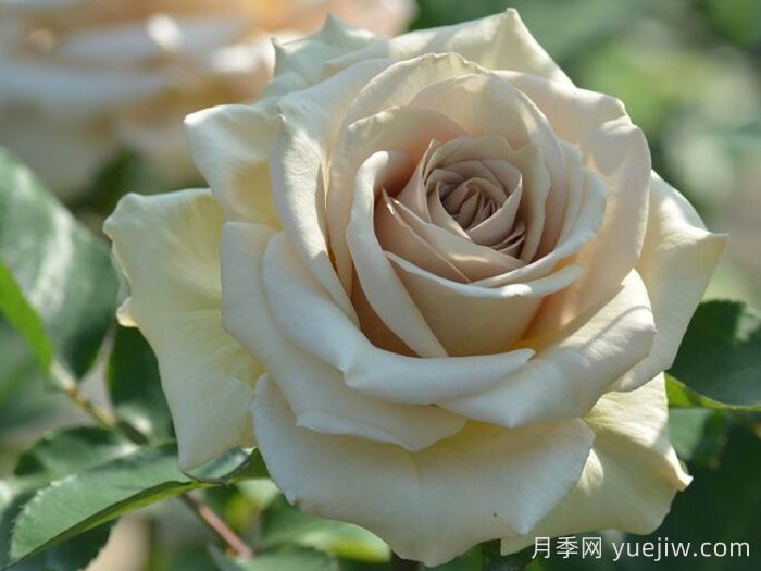 第九天使光之翼月季/翼天使Ailes(图4)