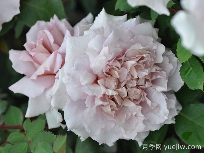 大地天使亚列尔月季/亚列尔Ariel(图2)