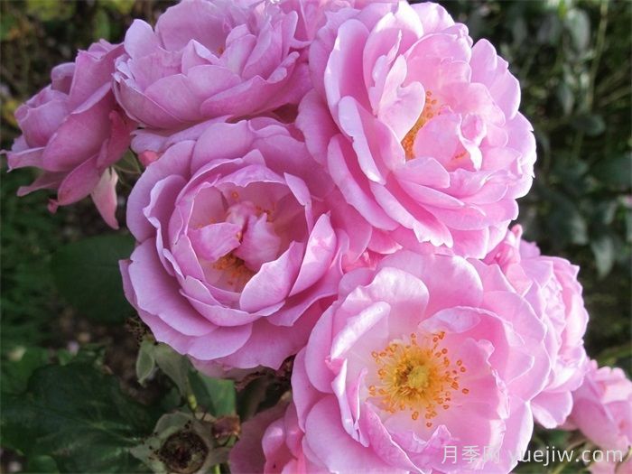 丁香花束月季/丁香日/丁香崛起(图1)