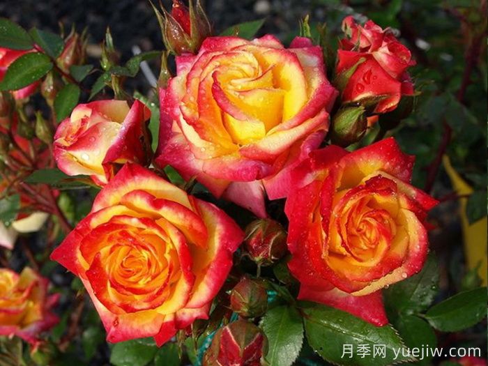 火烈鸟月季/奥索易火焰/奥索易火地岛(图2)