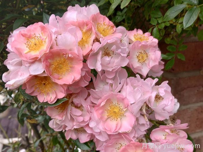 自由飞翔月季/珊瑚海月季/张开双臂(图1)