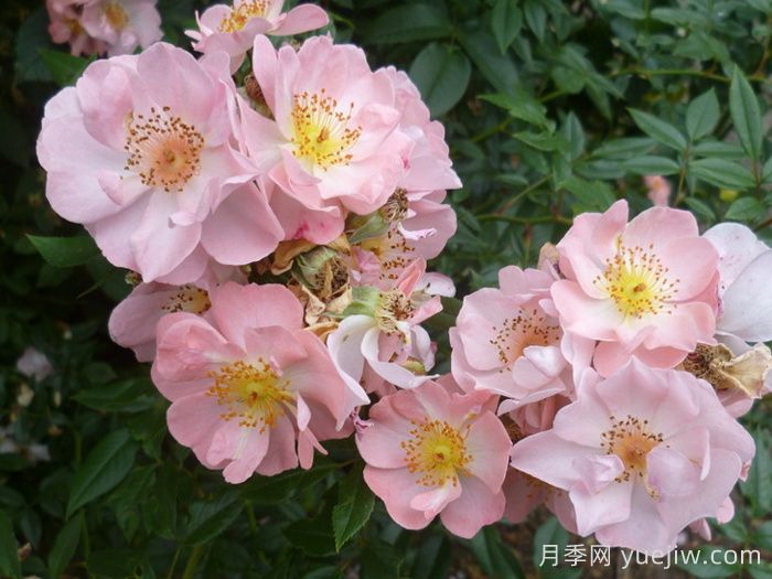 自由飞翔月季/珊瑚海月季/张开双臂(图2)