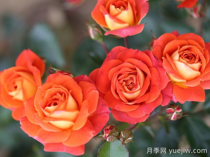 我的孩子月季(图1)