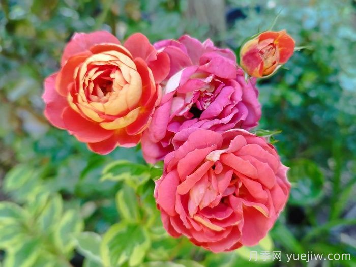 我的孩子月季(图2)