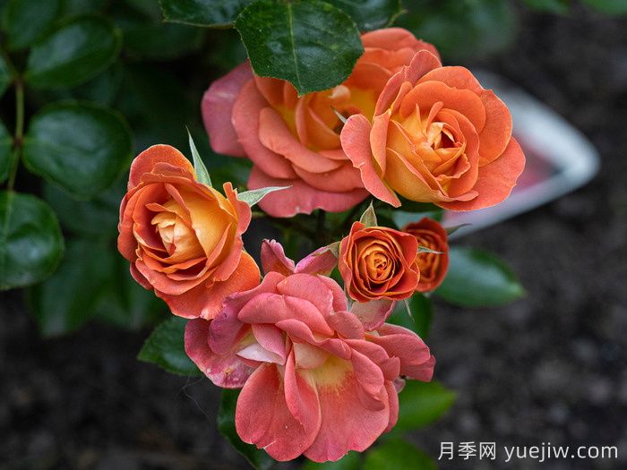 我的孩子月季(图3)