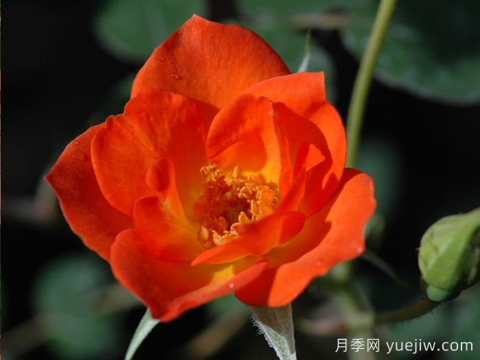 热烈欢迎月季(图1) 热烈欢迎月季(图1)