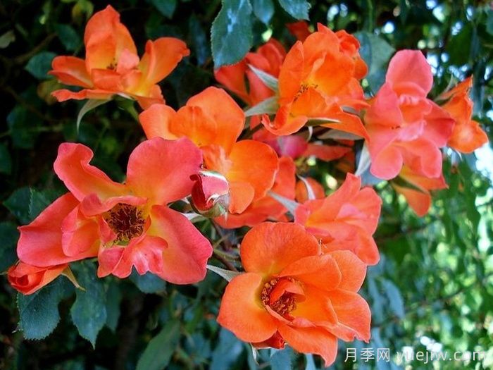 热烈欢迎月季(图2) 热烈欢迎月季(图2)