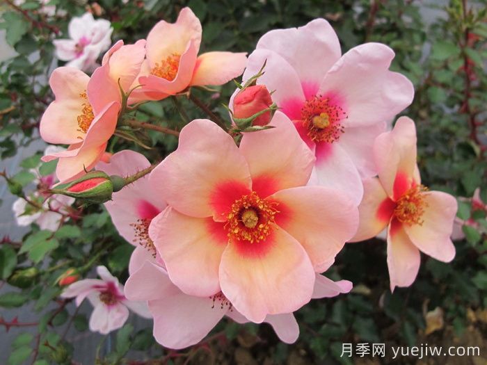 微笑的眼睛月季(图1) 微笑的眼睛月季(图1)