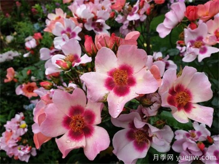 微笑的眼睛月季(图2) 微笑的眼睛月季(图2)