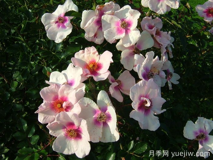 微笑的眼睛月季(图3) 微笑的眼睛月季(图3)