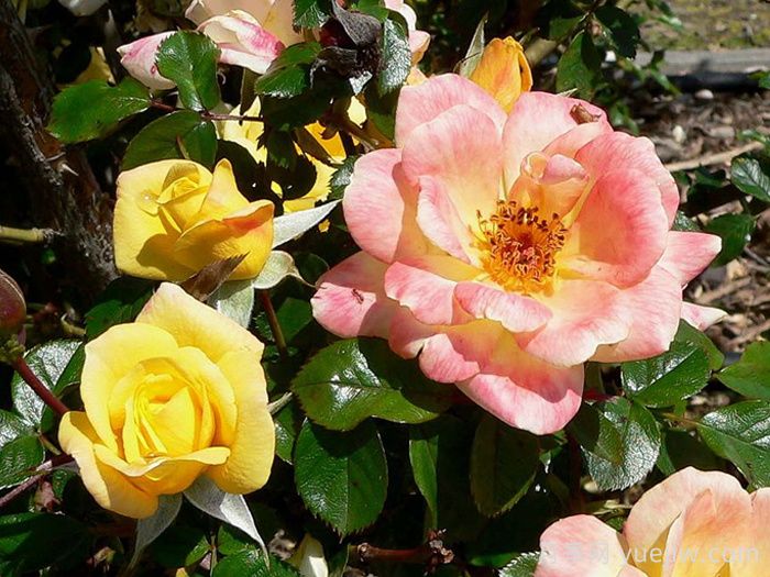 劳拉福特月季/诺曼底(图1)