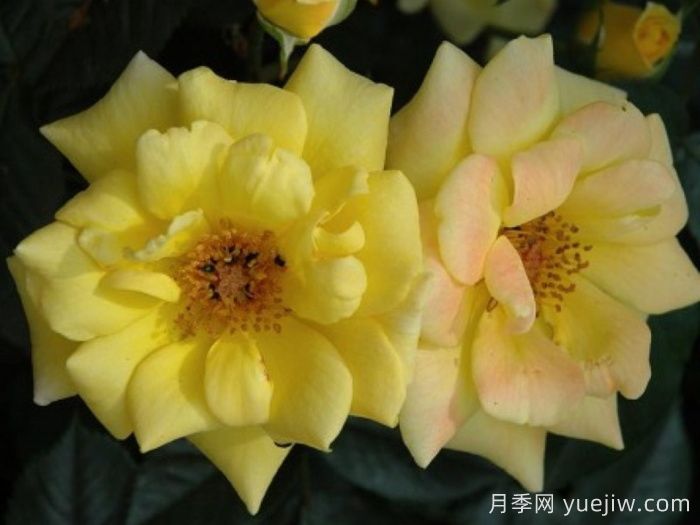 劳拉福特月季/诺曼底(图3)