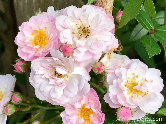 小漫步者月季/宝贝蔓枝/新秀蔓枝(图1) 小漫步者月季/宝贝蔓枝/新秀蔓枝(图1)