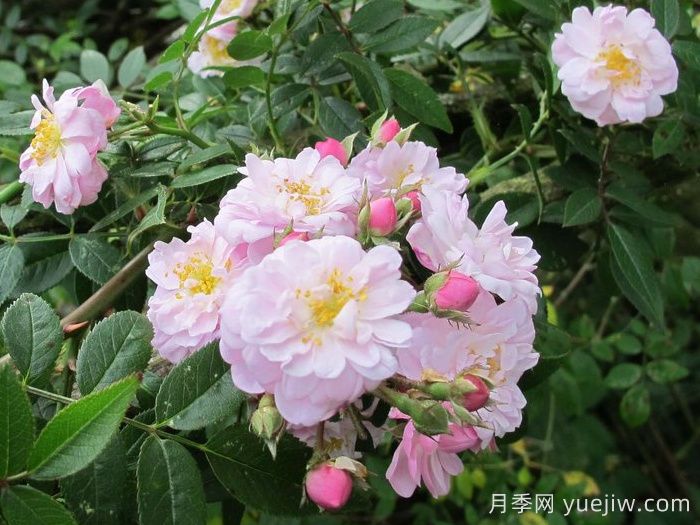 小漫步者月季/宝贝蔓枝/新秀蔓枝(图2) 小漫步者月季/宝贝蔓枝/新秀蔓枝(图2)