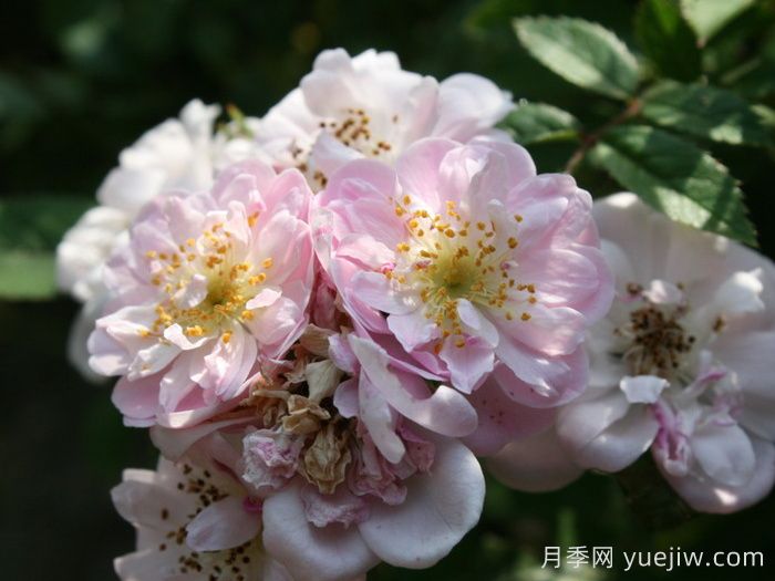 小漫步者月季/宝贝蔓枝/新秀蔓枝(图3) 小漫步者月季/宝贝蔓枝/新秀蔓枝(图3)