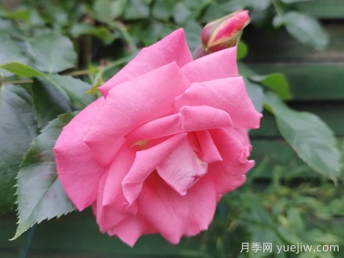 户外女士月季(图1)