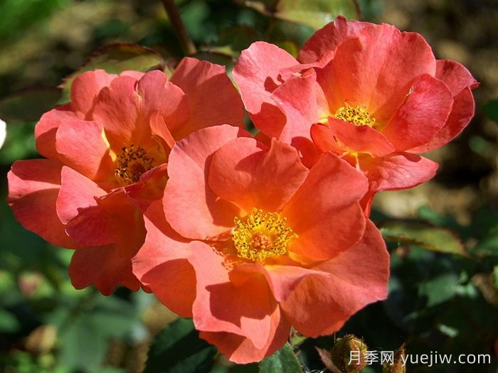 伊迪丝霍尔登月季(图1) 伊迪丝霍尔登月季(图1)