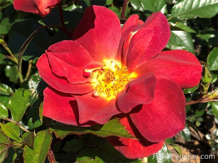 伊迪丝霍尔登月季(图2) 伊迪丝霍尔登月季(图2)