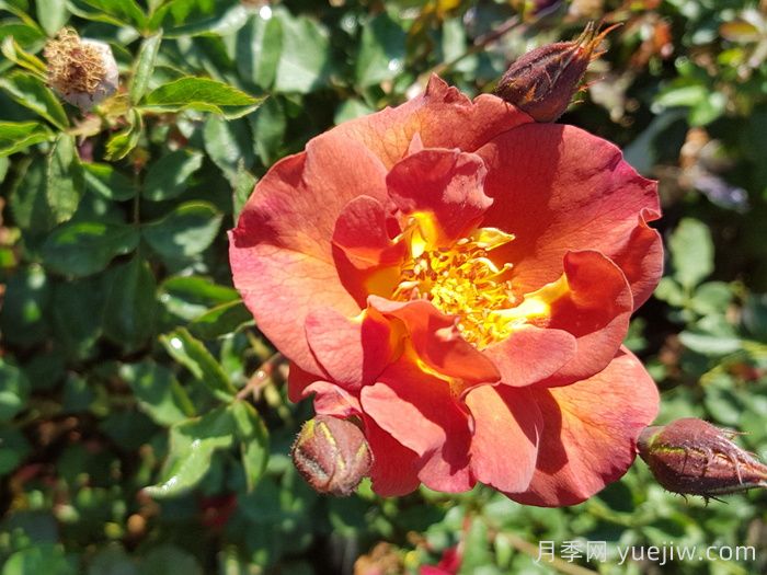 伊迪丝霍尔登月季(图3) 伊迪丝霍尔登月季(图3)